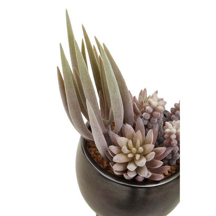 Fiori Mixed Succulents in Ceramic Pot - Modern Home Interiors